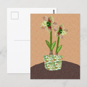 Amaryllis Postcard