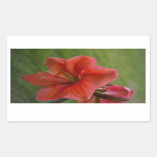 Amaryllis Rectangular Sticker