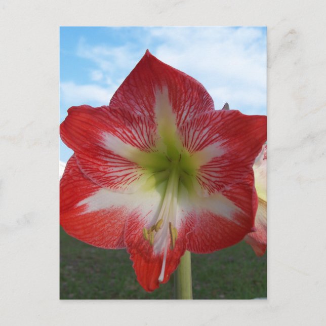 Amaryllis red and white MegaStar Postcard (Front)