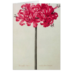 Amaryllis Sarniensis, or Narcissus