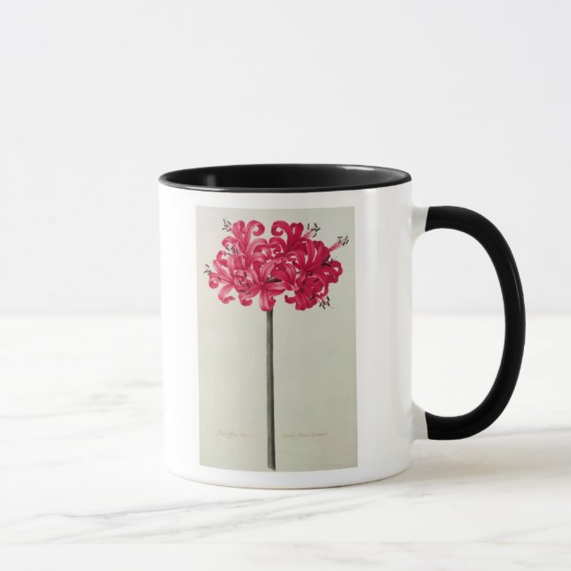 Amaryllis Sarniensis, or Narcissus Mug (Right)