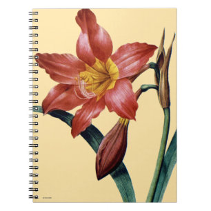 Amaryllis Spiral Notebook