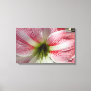 Amaryllis Stretched Canvas Print