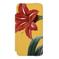 Amaryllis Striped