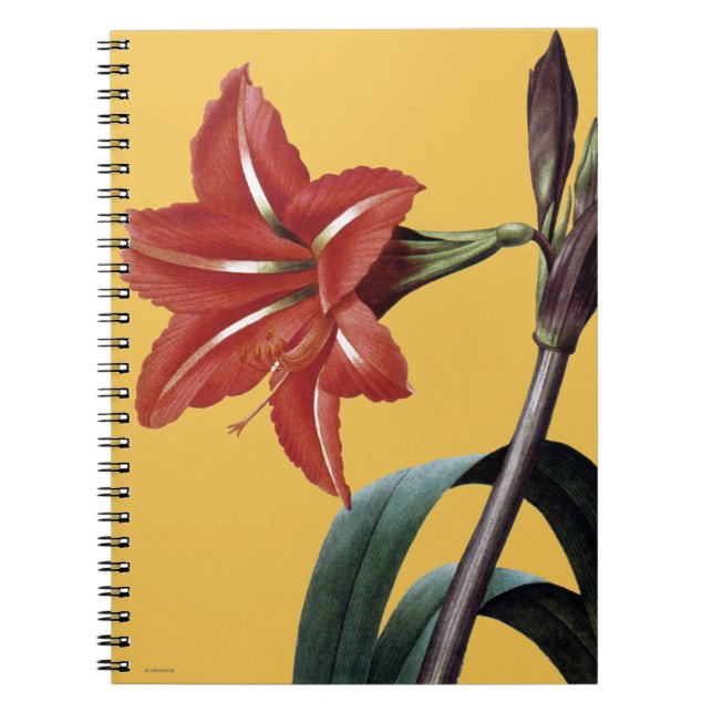 Amaryllis Striped Spiral Notebook (Front)