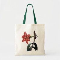 Amaryllis Striped