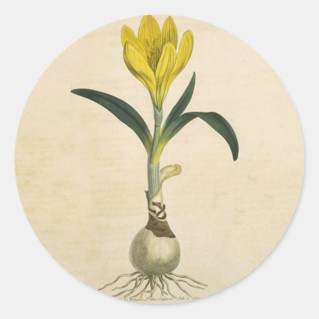 Amaryllis Tulip Botanical Garden Flower Classic Round Sticker (Front)