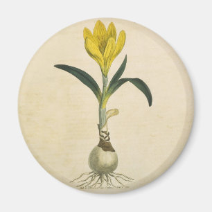 Amaryllis Tulip Botanical Garden Flower Magnet