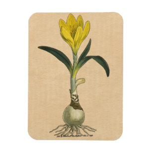 Amaryllis Tulip Botanical Garden Flower Magnet