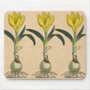 Amaryllis Tulip Botanical Garden Flower Mouse Pad
