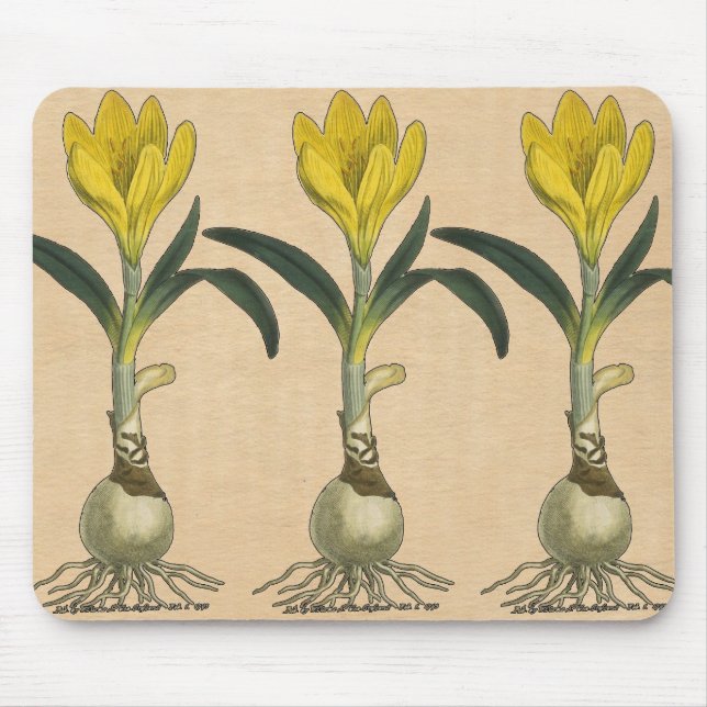 Amaryllis Tulip Botanical Garden Flower Mouse Pad (Front)