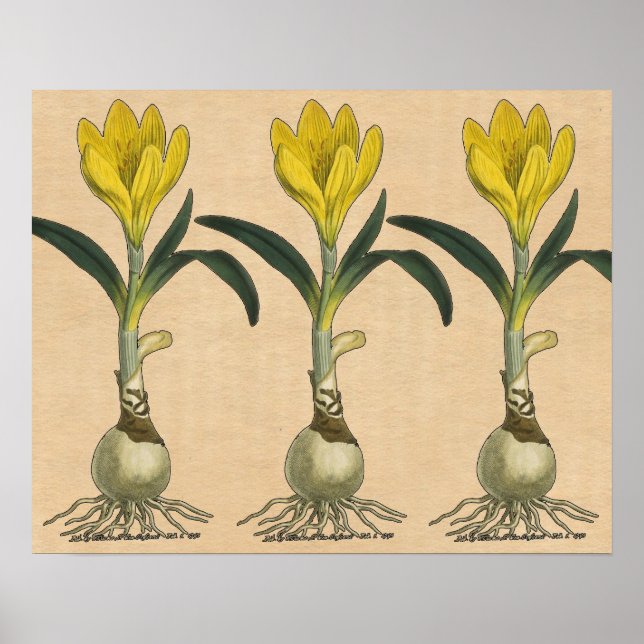 Amaryllis Tulip Botanical Garden Flower Poster (Front)