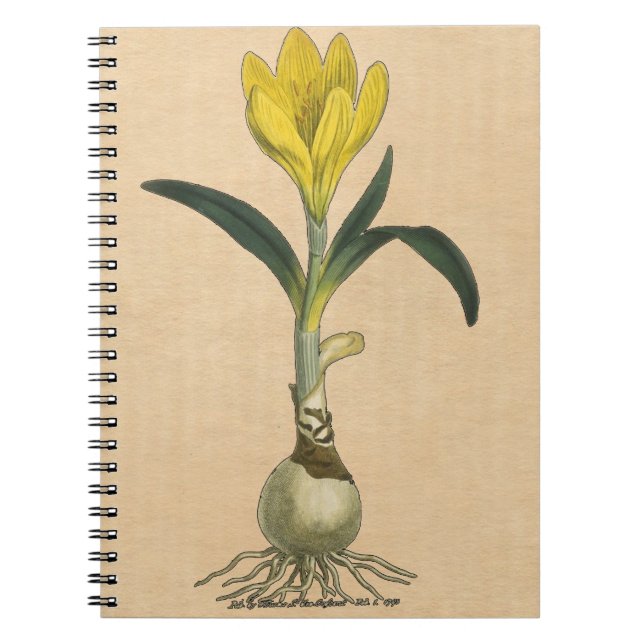 Amaryllis Tulip Botanical Garden Flower Spiral Notebook (Front)
