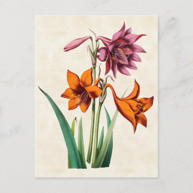Amaryllis Vintage Botanical Postcard (Front)