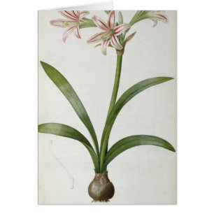 Amaryllis Vittata