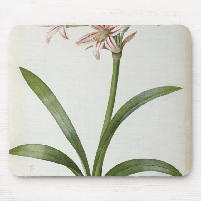 Amaryllis Vittata Mouse Pad (Front)