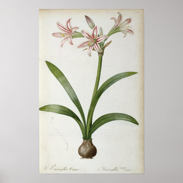 Amaryllis Vittata Poster (Front)