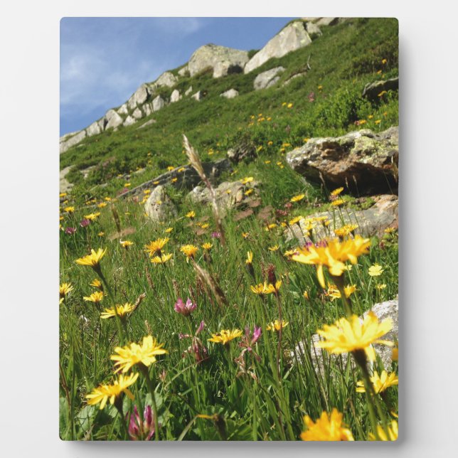 Amazing! Alpine flowers Plaque (Front)