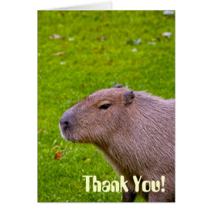 Amazing Animal Capybara
