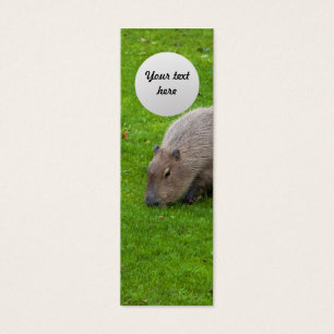 Amazing Animal Capybara
