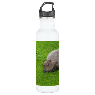 Amazing Animal Capybara 710 Ml Water Bottle