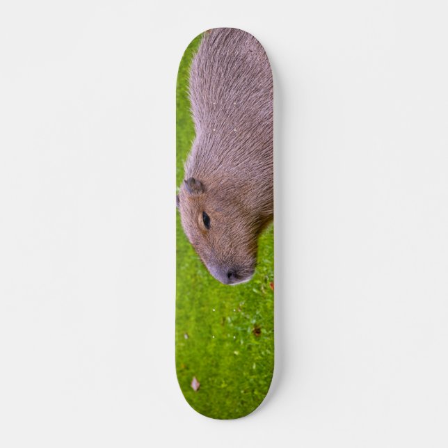 Amazing Animal Capybara Skateboard (Front)