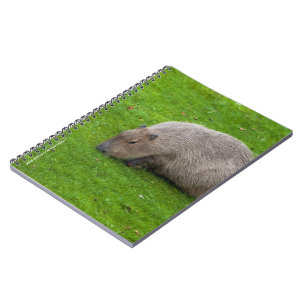 Amazing Animal Capybara Spiral Notebook