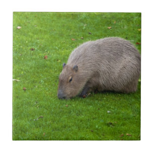 Amazing Animal Capybara Tile