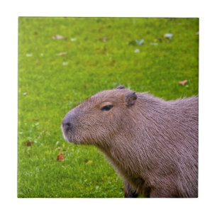 Amazing Animal Capybara Tile
