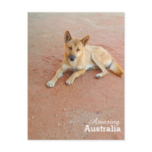 Amazing Australia postcard