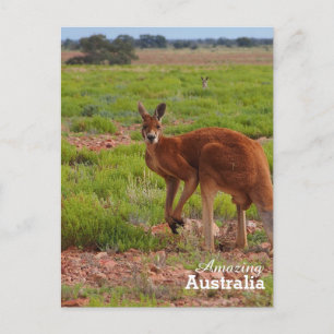 Amazing Australia postcard
