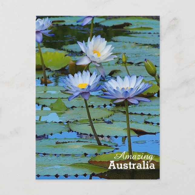 Amazing Australia postcard (Front)
