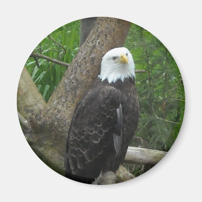 Amazing Bald Eagle Magnet (Front)