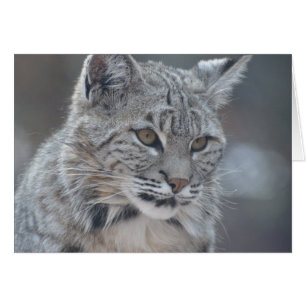 Amazing Bobcat