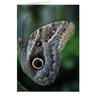 Amazing Caligo Eurilochus Butterfly