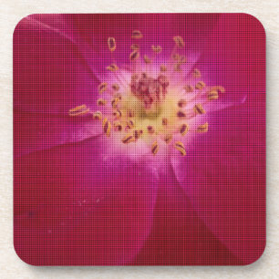 Amazing Checked Rose.jpg Coaster