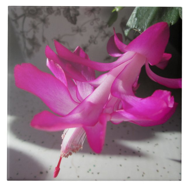 Amazing Christmas Cactus Tile (Front)