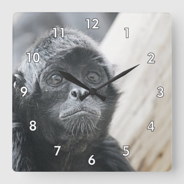 Amazing Close-Up of a Spider Monkey Square Wall Clock (Front)