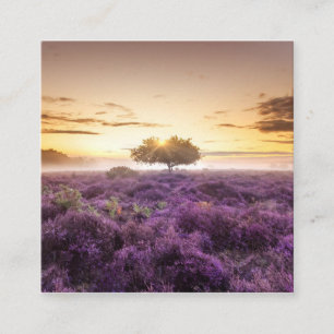 Amazing dawn sunrise single tree & purple heather calling card