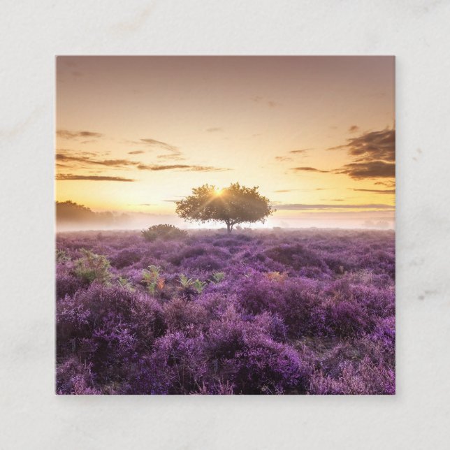 Amazing dawn sunrise single tree & purple heather calling card (Front)