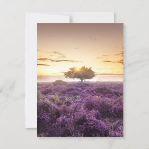 Amazing dawn sunrise single tree & purple heather postcard