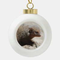 Amazing Dwarf Mongoose
