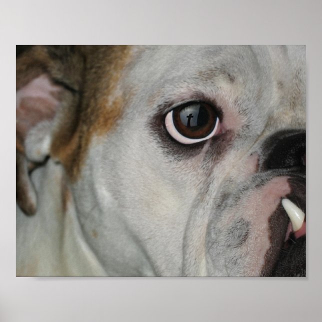 Amazing Grace Bulldog Cross Poster (Front)