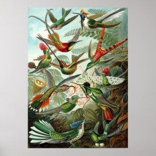 Amazing hummingbirds Image by Ernst Haeckel Poster