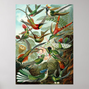 Amazing hummingbirds Image by Ernst Haeckel Poster