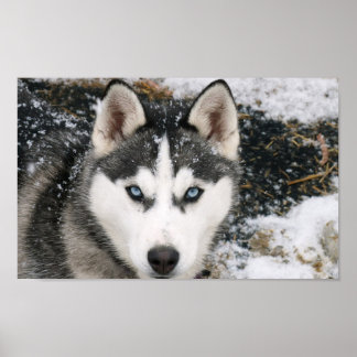 Amazing Husky Poster