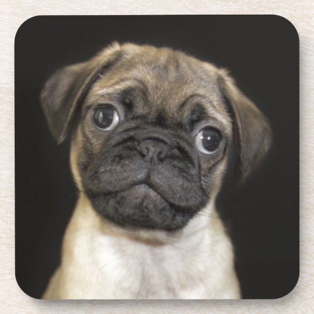 Amazing Little Pug Puppy Coaster (Front)