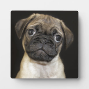 Amazing Little Pug Puppy Plaque