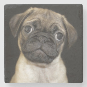 Amazing Little Pug Puppy Stone Coaster
