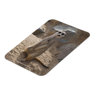 Amazing Meerkat Magnet